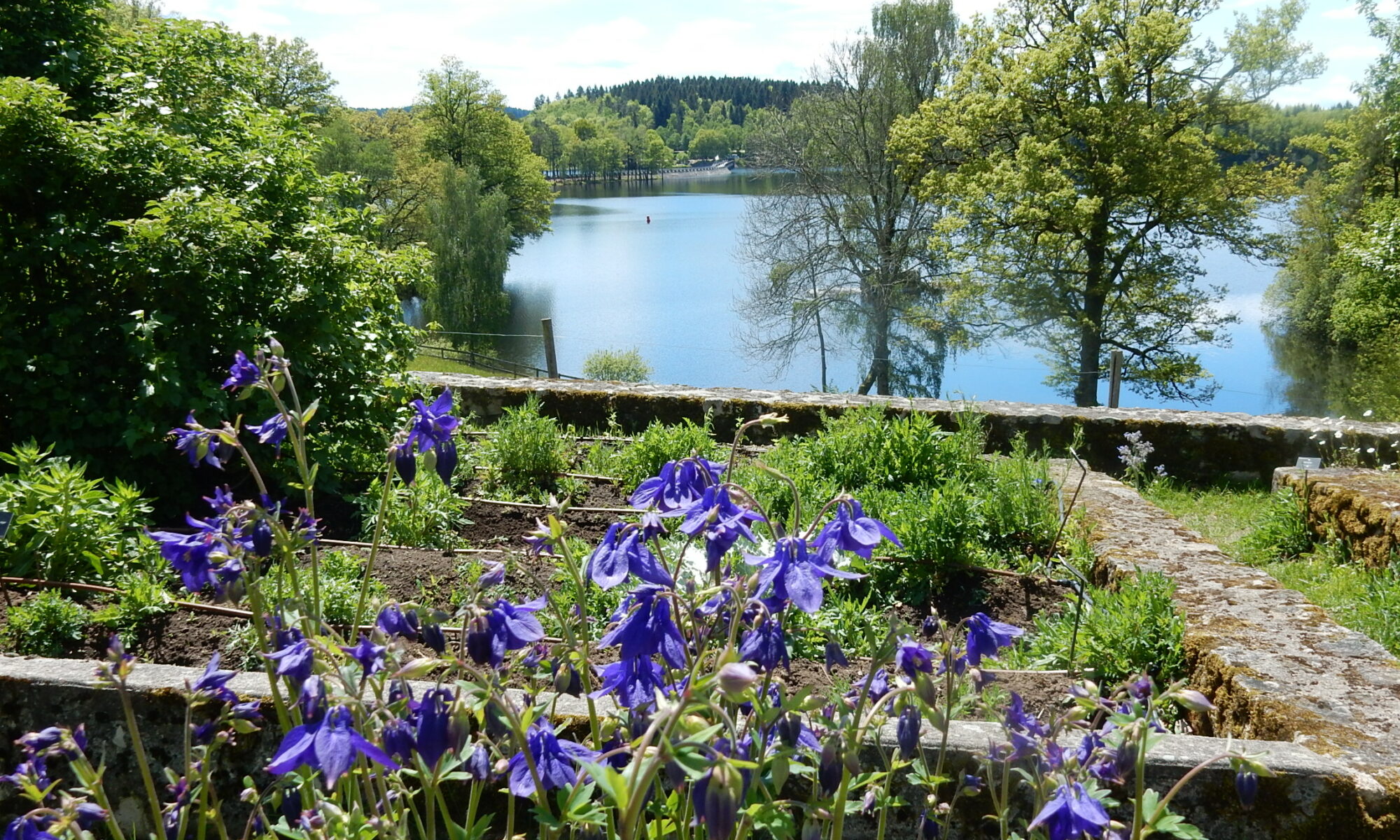 jardin des simples sur l' île de Vassivière en limousin