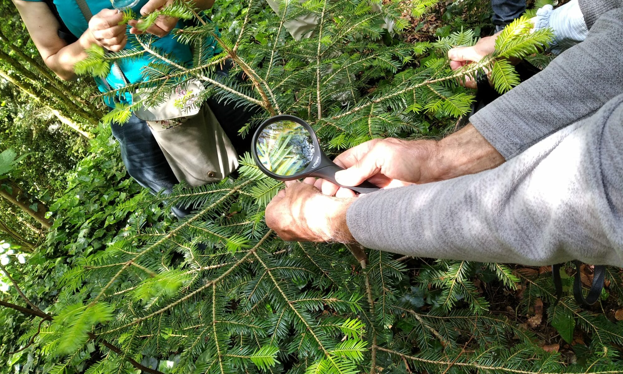 observation des plantes pendant une balade de découverte de Callune paysanne animatrice