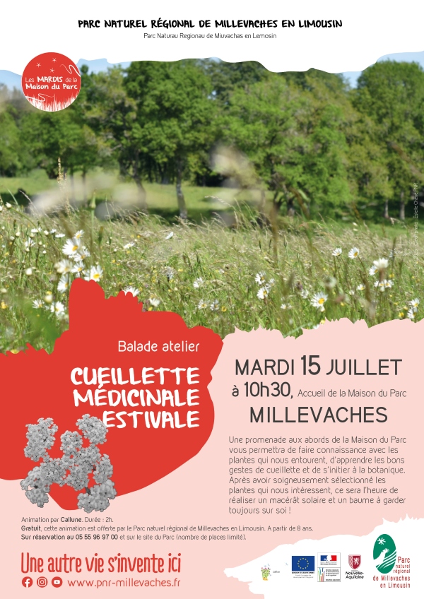 Cueillette médicinale estivale à Millevaches 
